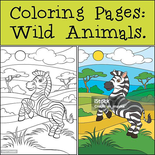 Coloring Pages Wild Animals Little Cute Zebra Stock Illustration - Download Image Now - Activity, Africa, Animal