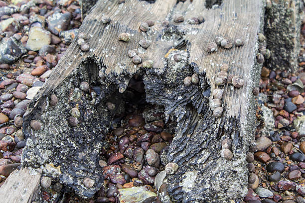 istock Old wood on the beach 540726946