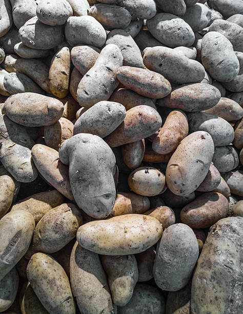 Potatoes. Fresh potatoes on market. Potatoes background.