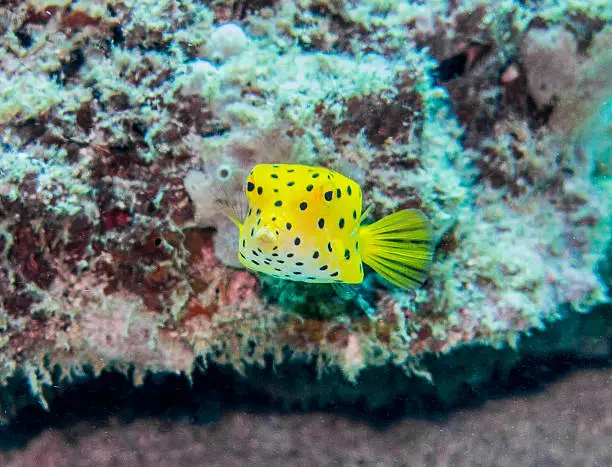 Photo of Yellow Spotted Boxfish, Ostracion cubicus