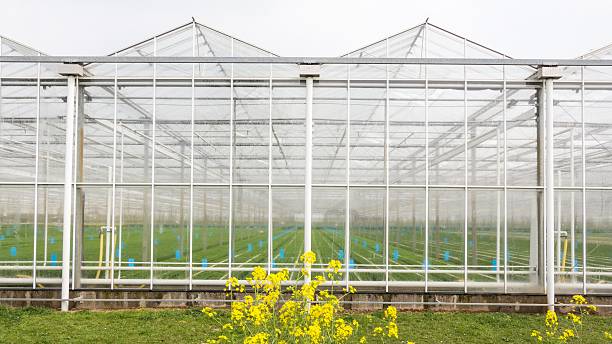 istock Greenhouse with coleseed in front 540728578