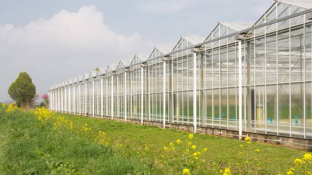 istock Greenhouse with coleseed in front 540728586