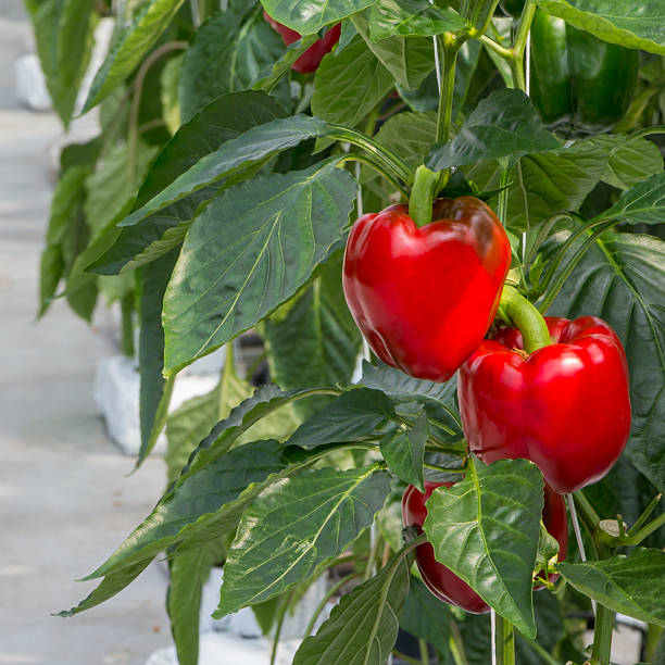istock Growing peppers in a greenhouse 540728724