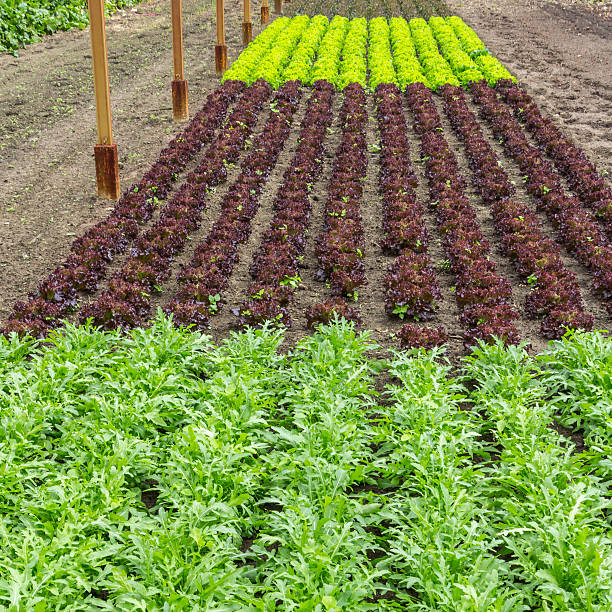Different kinds of lettuce growing in a greenhouse