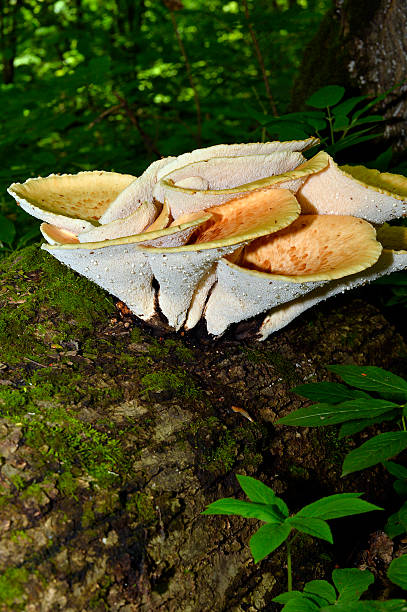 istock Mushroom Polyporus squamosus, growing on a tree (Polyporus Squamosus) 540734026