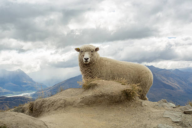 istock Fluffy sheep stands on a mountain ridge above lake 540735334