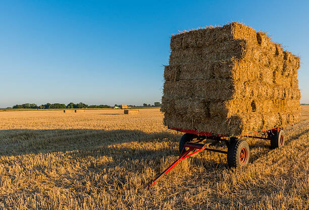 istock Straw on a red Cart on Grain Field with Sunset 540735954
