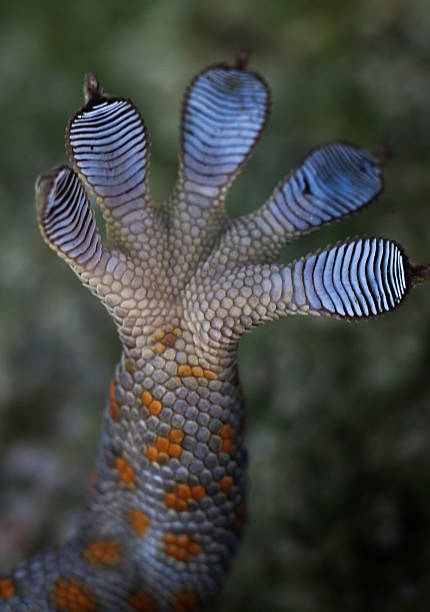 tokay gecko fuß - chameleon africa rainforest leaf stock-fotos und bilder