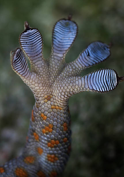 トカイヤモリの足 - chameleon africa rainforest leaf ストックフォトと画像