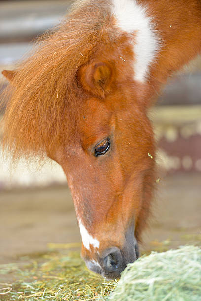 istock Beautiful brown horse 540736222