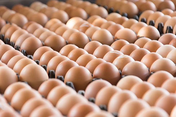 huevos de gallina de granja en el paquete  - huevo de pascua de chocolate fotografías e imágenes de stock