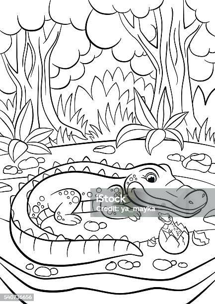 Mother Alligator Looks At Her Little Cute Baby Alligator Stock Illustration - Download Image Now