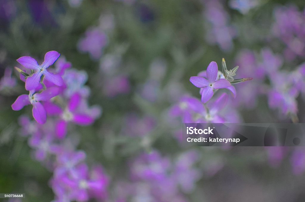 Night flowers violet spring gentle Matthiola longipetala background Abstract Stock Photo