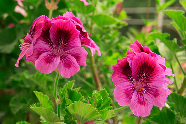 istock Pink flower on the road. 540737264