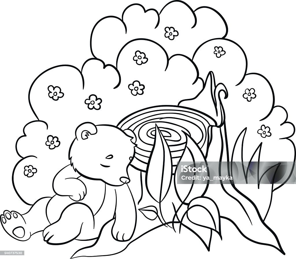 Coloring pages. Wild animals. Little cute baby bear sleeps. Coloring pages. Wild animals. Little cute baby bear sleeps in the forest. Animal stock vector