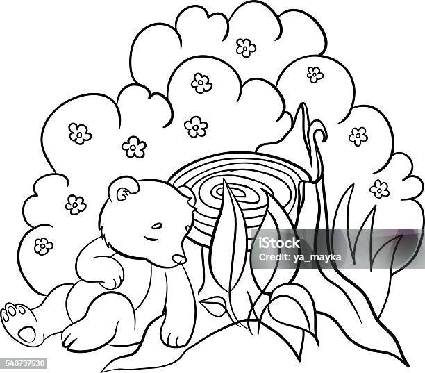 Coloring Pages Wild Animals Little Cute Baby Bear Sleeps Stock Illustration - Download Image Now