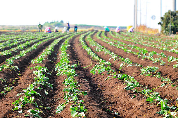 istock Sweet Potato Planting 540737714