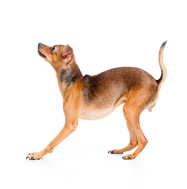 istock side view of pet dog 540738924