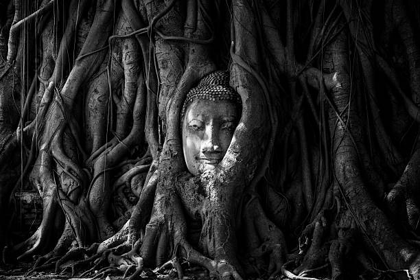 Buddha head covered by roots of a tree in Watmahathat at Ayutthaya Thailand in blackandwhite shot