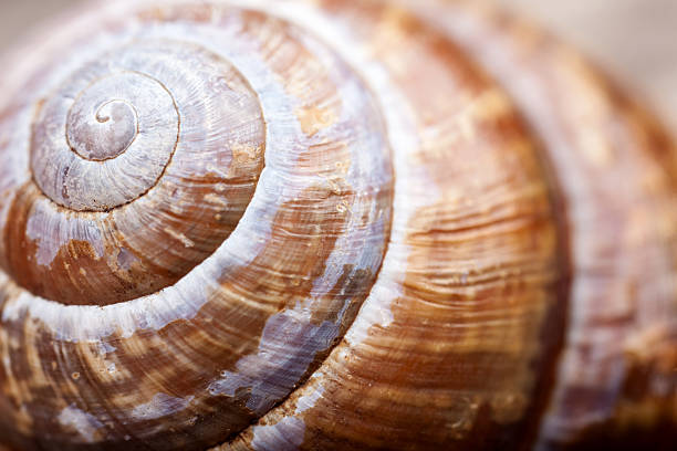 istock macro photo. shape of natural spiral shell closeup 540739576
