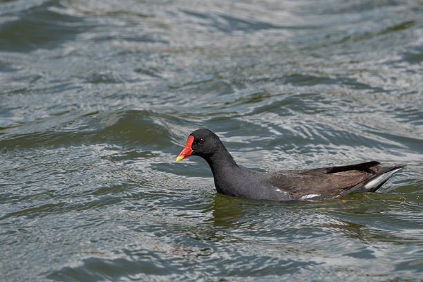 istock Common moorhen or Gallinula chloropus 540739714
