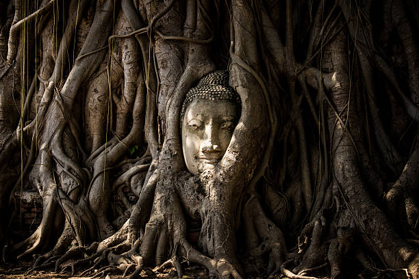 istock Buddha head covered by roots of a tree 540739798