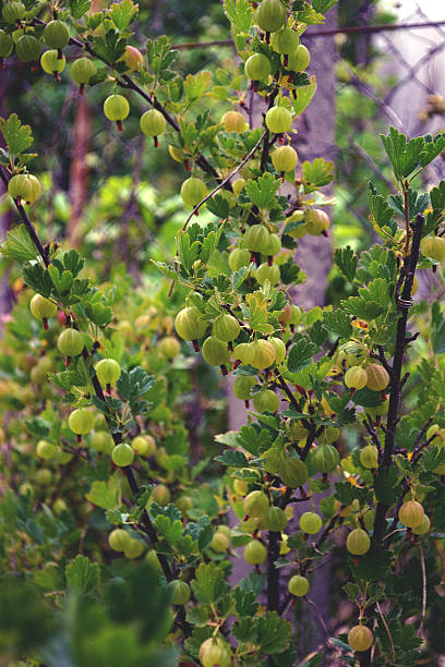 プロット上のブッシュグリーングースベリーフルーツ - gooseberry fruit bush green ストックフォトと画像