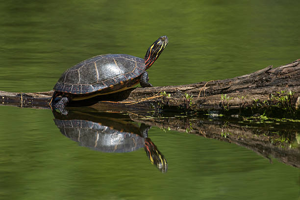istock Painted Turtle - Chrysemys picta 540740638