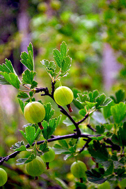 プロット上のブッシュグリーングースベリーフルーツ - gooseberry fruit bush green ストックフォトと画像