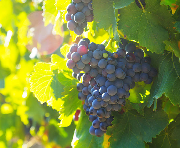 istock Close-up of vineyards plantation 540740762