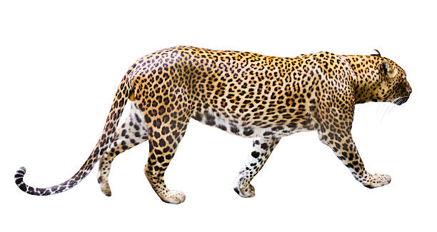 istock Adult male leopard 540740864