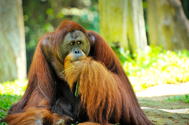 orango in pericolo d'estinzione - specie in pericolo destinzione foto e immagini stock