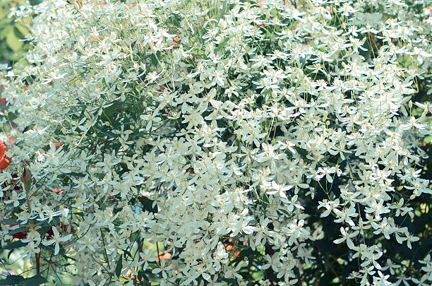 istock White clematis flowers in the garden 540741096