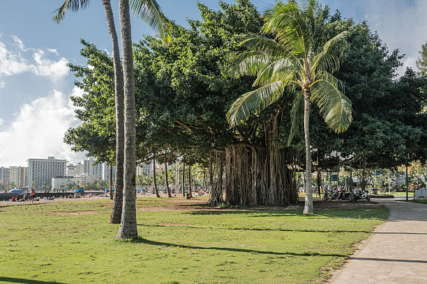 Banyan tree in Waikiki, Oahu, Hawaii stock photo