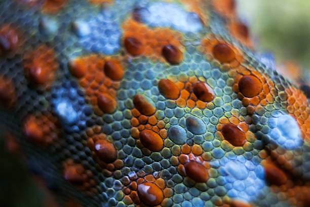 istock Tokay gecko skin 540741536