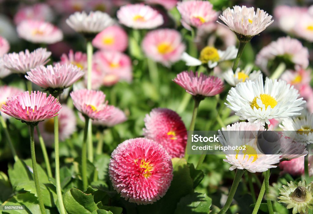 small chrysanthemum small garden chrysanthemums  flowers as floral background Autumn Stock Photo