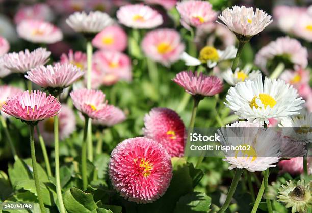 Small Chrysanthemum Stock Photo - Download Image Now - Autumn, Botany, Bouquet