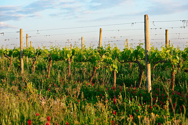 vigneto organico in toscana, italia - biodynamic foto e immagini stock