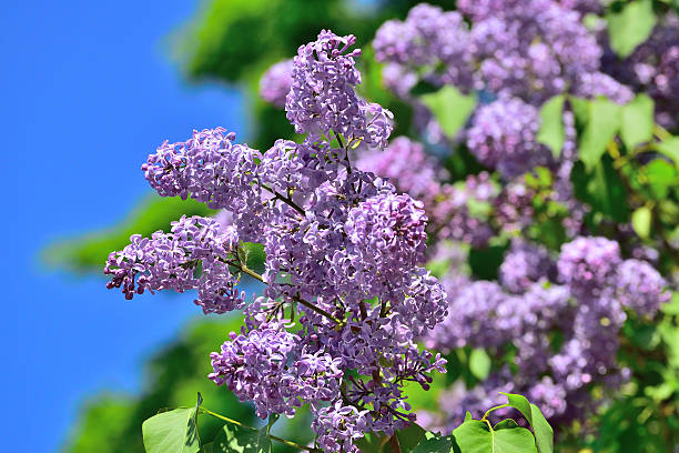 istock Lilac flowers over blue sky background 540743870