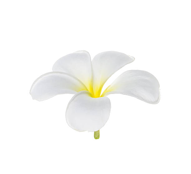 istock frangipani flower isolated 540743950