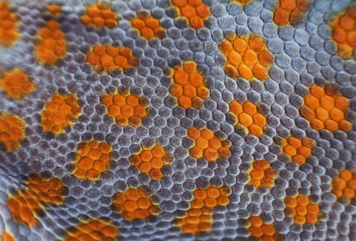 Tokay gecko skin. macro details