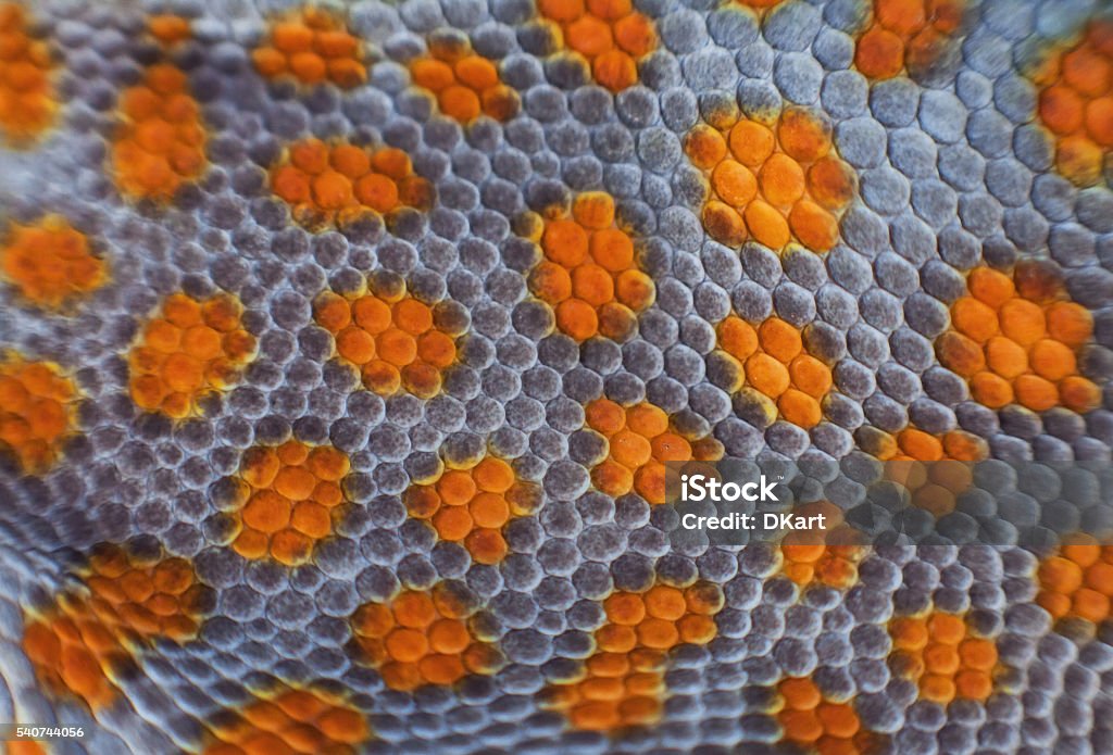 Tokay gecko skin Tokay gecko skin. macro details Africa Stock Photo