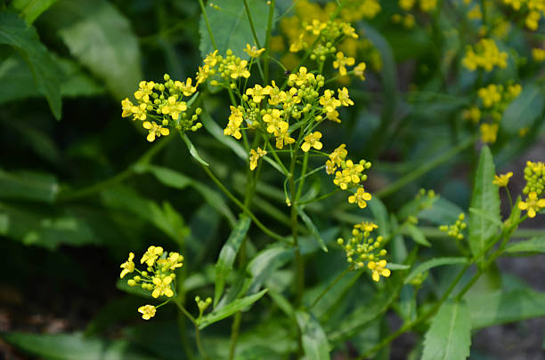 istock Beautiful yellow flowers and grass in spring forest 540744288