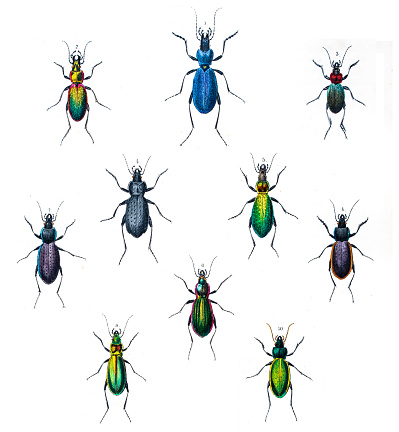 Beetles illustration 1853