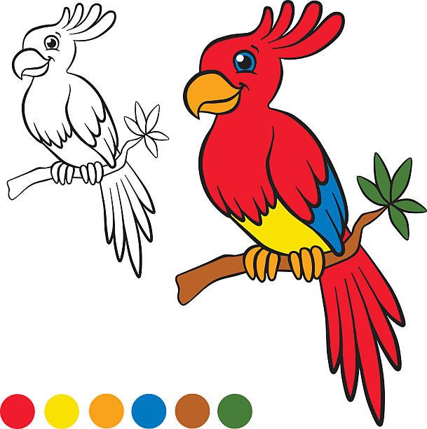 маленький симпатичный попугай расположен на дерево ветвь и улыбается. - portrait birds wild animals animals and pets stock illustrations