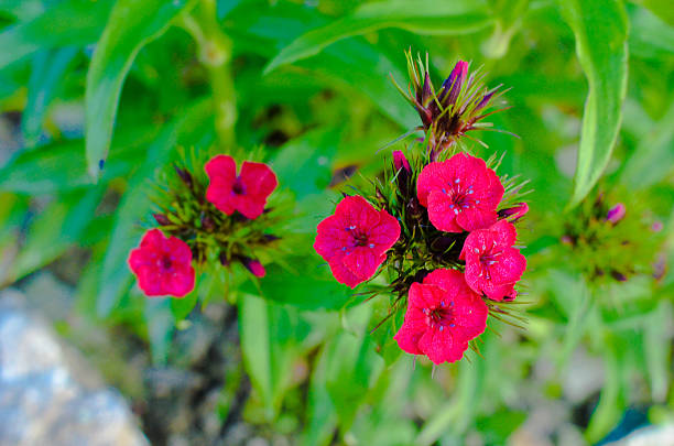 Flowerbed with Rose campion Lychnis coronaria as backgroung