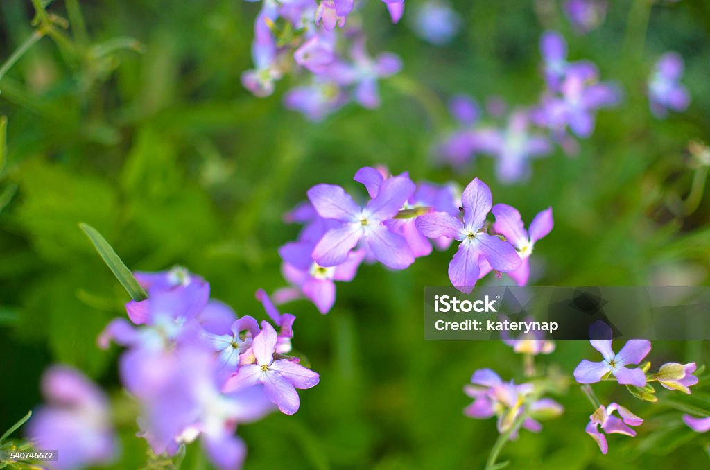 Night flowers violet spring gentle Matthiola longipetala background Matthiola Stock Photo