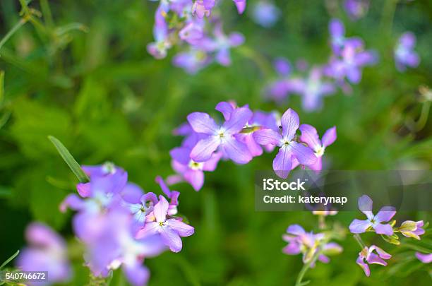 Night Flowers Violet Spring Gentle Matthiola Longipetala Background Stock Photo - Download Image Now