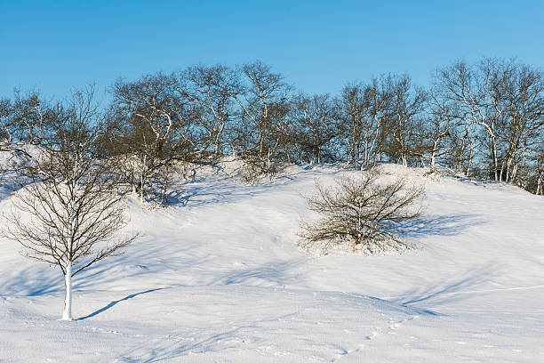 petites collines de neige et arbres - drunen photos et images de collection