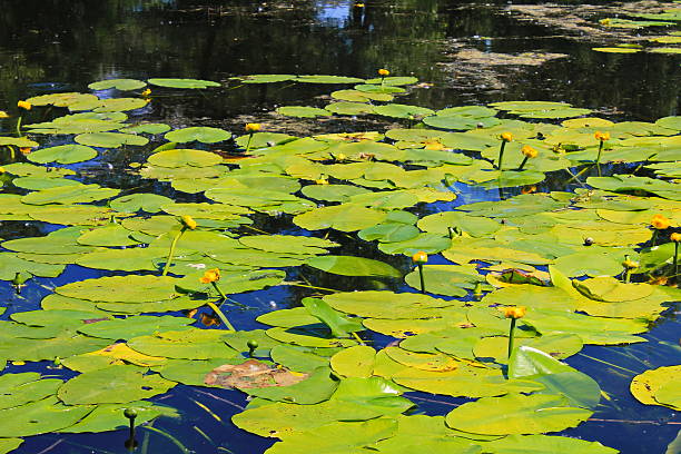istock Yellow water flowers ( Nuphar Lutea ) 540748278